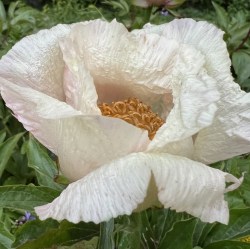Lady Gay IMG_08615